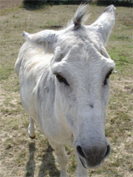 PetitA